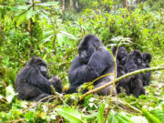 Trekking to See the Mountain Gorillas of Rwanda Rwanda Mountain Gorillas